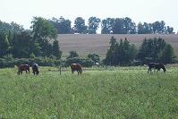 Sparrowbush Cottage Bed &amp; Breakfast